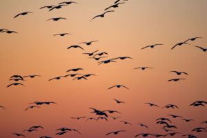 migratory flock, migration, flying, flock, migratory birds
