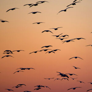 silhouettes of a flock of birds flying against an orange sky at sunset