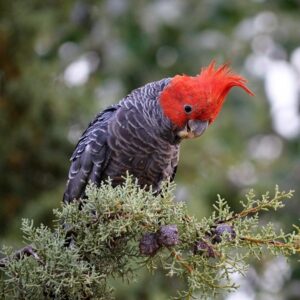 Gang-gang cockatoo perched on branch outdoors