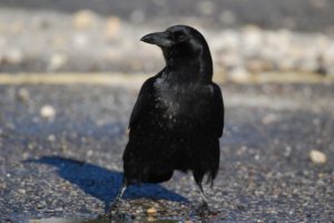 crow, American crow, black bird