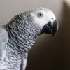 African grey parrot, grey