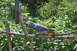 African grey parrot, Congo grey, grey parrot