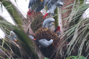 African grey parrots, grey parrots, greys