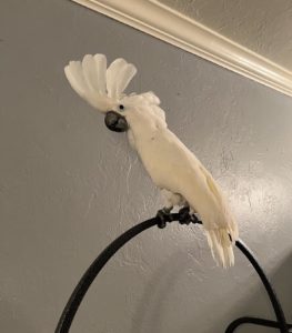 white cockatoo