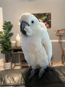 cockatoo, umbrella cockatoo