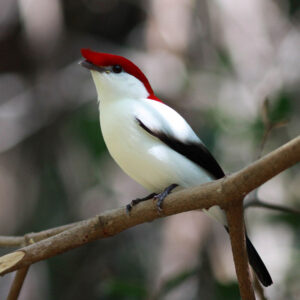 Araripe manakin perched on branch outside