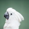 white parrot, umbrella cockatoo, 'too, cockatoo