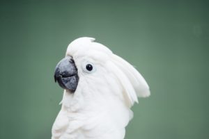 white parrot, umbrella cockatoo, 'too, cockatoo