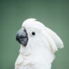 closeup on head of an umbrella cockatoo against green backdrop