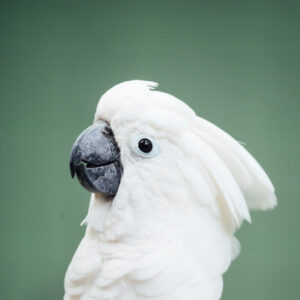 closeup on head of an umbrella cockatoo against green backdrop