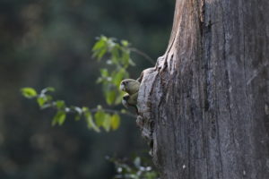 Cape Parrot