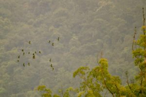 Cape parrots