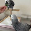 African greys, grey parrots