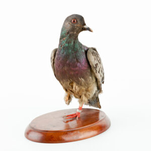 taxidermy of the one-legged pigeon Cher Ami,  standing on a wooden base