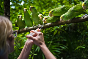 Eight young yellow-headed Amazon parrots are hand-fed