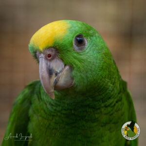 yellow-headed Amazon parrot