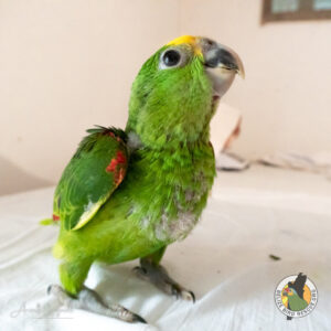 A young yellow-headed Amazon parrot