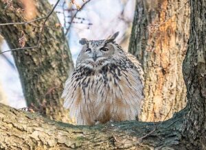 Eurasian eagle-owl