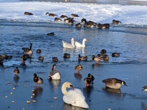 geese, mallards, Canda geese, and a swan on and near the water with snow