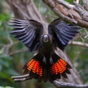 glossy black cockatoo