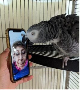 African grey courtesy Dr. Irene Pepperberg