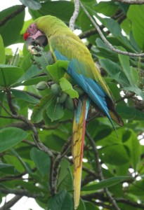 great green macaw