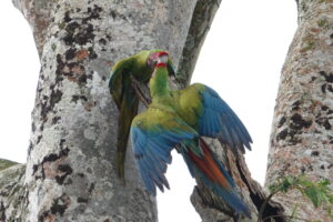 great green macaws