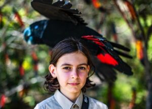 Glossy black cockatoo