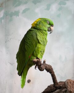 yellow-naped Amazon; sleeping parrot