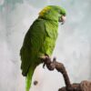 yellow-naped Amazon; sleeping parrot