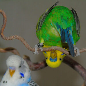 two parakeets (aka budgies) one on perch with head bent over to look at camera upside-down