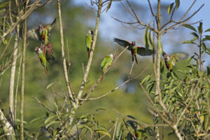 grey-chested parakeets, grey-breasted conures