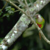 grey-chested parakeet; grey-chested conure