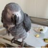 African grey parrot; African grey, grey parrot