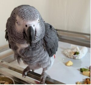 African grey parrot; African grey, grey parrot