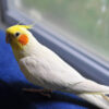 cockatiel standing indoors beside a window