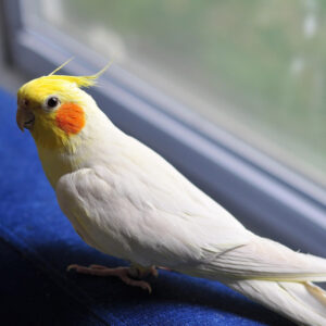 cockatiel standing indoors beside a window