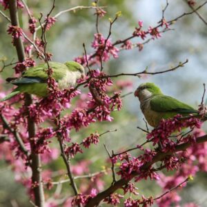 two Quaker parrots (aka Monk parakeets) perched in a tree amid pink blossoms