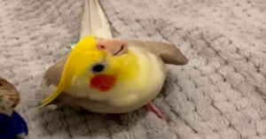 cockatiel, a cockatiel named Ginger