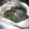 orange-bellied parrot chicks