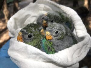 orange-bellied parrot chicks
