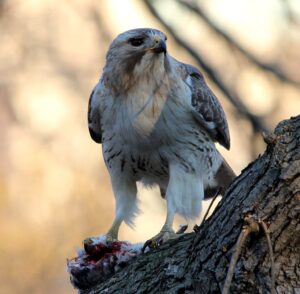 red-tailed hawk, Pale Mel the red-tailed hawk