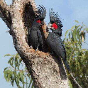Black palm cockatoo, palm cockatoos