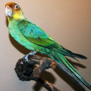 taxidermy of a Carolina parakeet perched on a branch indoors