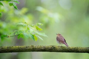 May 4th is Bird Day!