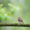 Swainson's thrush perched on branch outside