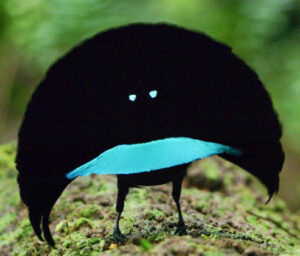 A Fascinating Look at the Darkest & The Brightest Birds