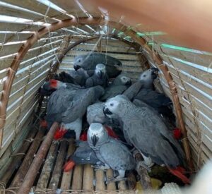 African grey parrots, Congo African grey parrots, grey parrots