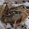 tail end of American woodcock standing on patchy snow-covered ground