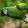Chestnut-fronted macaw perched on a branch leaning sideways